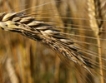 Великобритания в недостиг на пшеница през 2010
