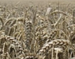 200 лв. за тон пшеница  блокира търговията