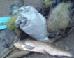 40 т риба загина в Радомирско