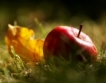 Земеделец дарява 30 тона ябълки