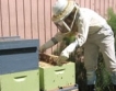 30 души заместват 1 пчела