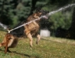 Приемник за 1500 кучета във В. Търново
