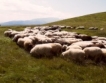 €7500 de minimis за овце и кози майки 