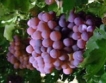 Екзотични сортове грозде в Карнобат