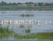 Спад на птичите популации по Дунав
