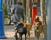 Без бездомни кучета в Благоевград