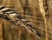 Жестока суша и в Сибир, зърното намаля 