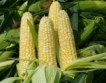 40  % по-малка реколта от царевица      