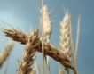 Скъпото зърно – кога и къде?