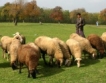 Биогорива vs. овчари в Германия 