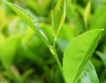 Зеленият чай унищожава рака