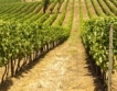 Каква ще е вино реколта 2012?
