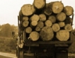 Ниската цена тласна търсенето на дървесина