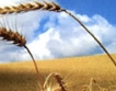 Вял пазар на пшеница в Добруджа  