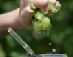  Имат ли успех винените сортове грозде?