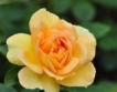 Четири нови сорта българска роза