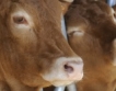Българската крава дава по-малко мляко