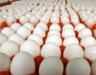 Пазарът на яйца и бройлери – ЕС и България