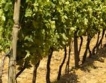 Големите винарни имат свои лозови масиви