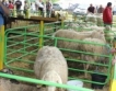 Овцевъди против проектобюджета