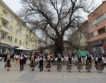 Бряст от Сливен е европейско дърво на годината