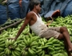 Нов лидер в търговият с банани