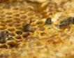 Над 3 млн.лв. за пчеларите усвоени 