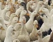 Птичи грип в Бургас, МЗХ взе мерки