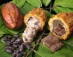 Кот д'Ивоар:Какао & шоколад 