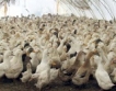 САЩ отпускат $330 млн. за птичи грип 