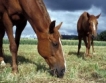 500 хил. лв. помощи за собственици на коне 