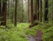 Вековните гори в България = 150 хил.ха