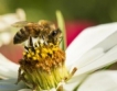 Пчели пренасят „добри” пестициди
