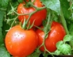 Силно поевтиняване на доматите 