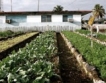 Ел Ниньо в Куба = Щети за земеделието