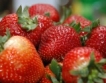 Берачи на ягоди с 38 евро на ден