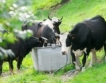 Данъчни и БАБХ проверяват ферми за мляко 