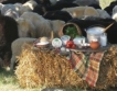 Фермерите в Родопите - с местна търговска марка