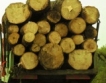 12% по-скъпа дървесина при е-търгове 