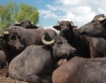 Месодайното говедовъдство в България + света