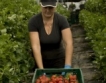 Испания търси 600 берачи на ягоди