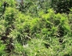 Албания: 2 млрд.евро печалба от марихуана