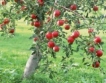 300 кг/дка ябълки в Кюстендилско