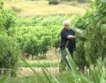 147 лозаро-винарски стопанства се борят за 60 млн.лв.