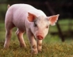 ЕК одобри помощ за свинете