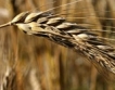 2017-та рекордна за нови сортове пшеница
