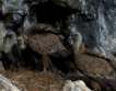 В гнездото на лешояда, видео
