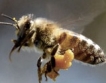 Икономическата сила на пчелите
