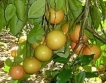 Флорида: Много слаба реколта от грейпфрут