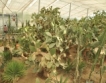 3700 вида кактуси в Балчик